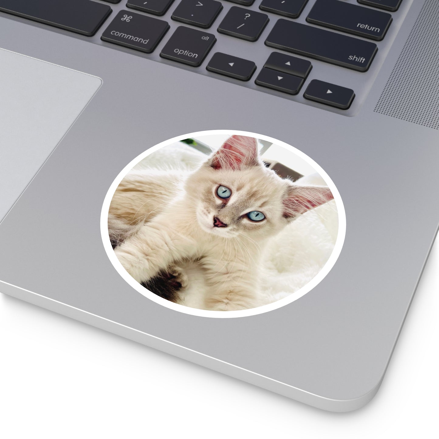 Charlie McCat Round Sticker