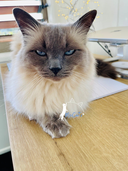 Mico-Manager on Duty