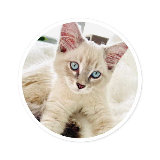 Charlie McCat Round Sticker
